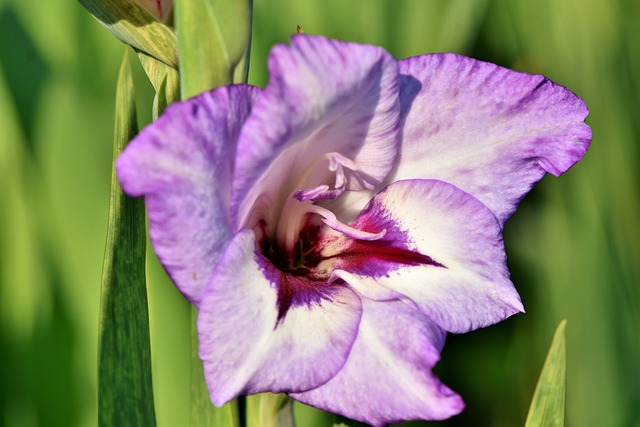 What are Perennial Plants?