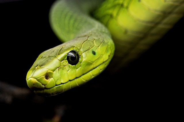 Long-Snouted Vine Snake: A Newly Discovered Species in India