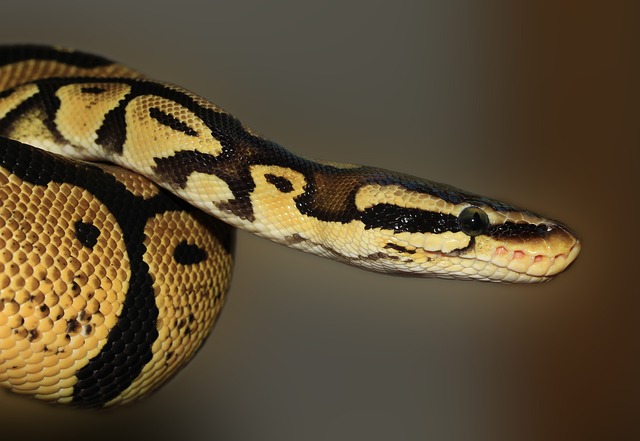 Python: A Versatile Programming Language for the Modern World